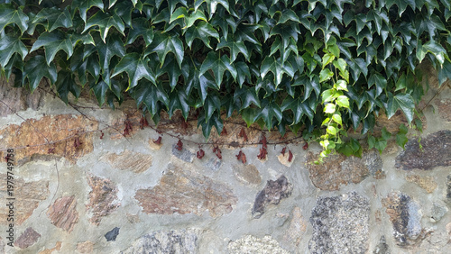 Stone Wall Covered with Green Ivy
