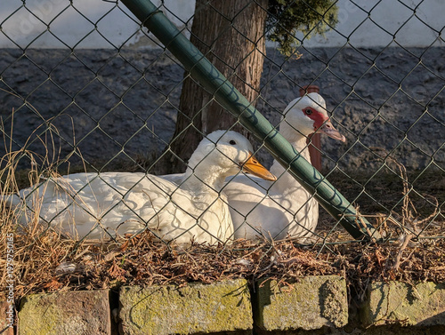 White Duck Sitting on Nest in Farmyard
