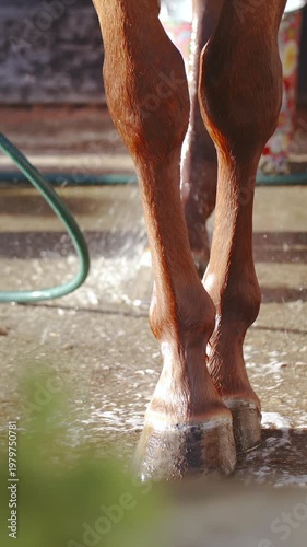 Horse legs cross standing like a model while being washed