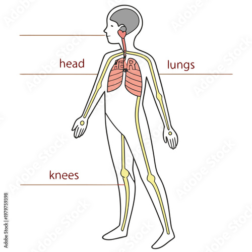 Diagram of human body showing head lungs knees with internal organs, body parts