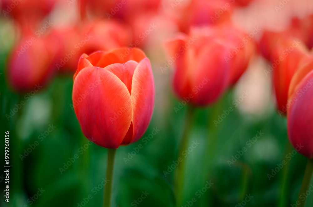 Fototapeta premium Close-up of vibrant red tulips (Tulipa) bathed in soft spring light.