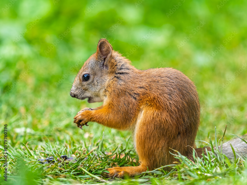 Fototapeta premium Squirrel eats a nut while sitting in green grass. Eurasian red squirrel, Sciurus vulgaris
