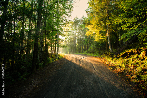 Sunlit forest road winding through lush green trees in Muskoka Canada with warm golden light filtering through foliage creating a peaceful summer morning atmosphere and tranquil scenic beauty