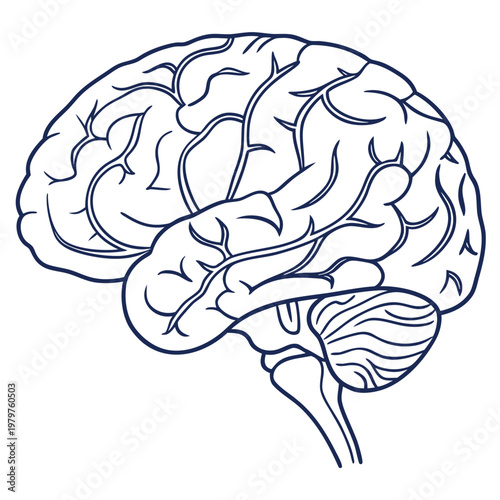 Stylized illustration of the human brain with central nervous system, thinking