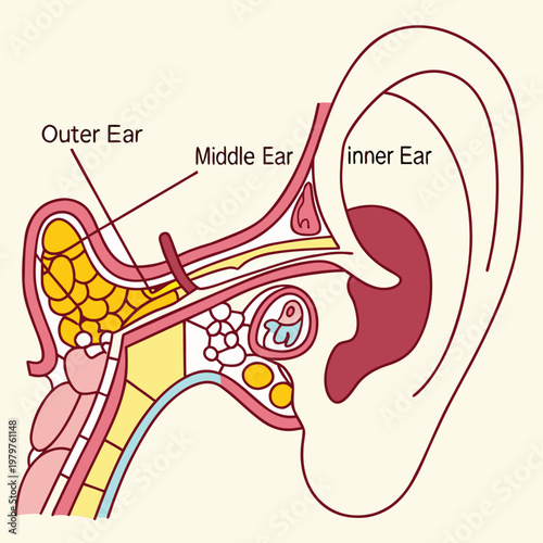 Detailed anatomical diagram of the human ear showing outer middle and inner ear