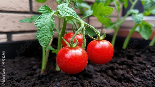 Ripe cherry tomatoes growing on a plant, organic home gardening on a balcony, fresh production healthy food