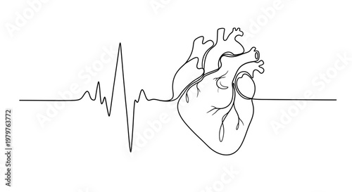 Human Heart Line Drawing Anatomy.