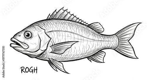 Sketch of a large fish with detailed scales and fins, isolated on white background, labeled 