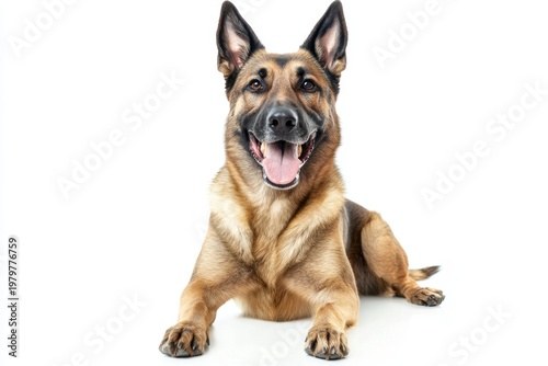 Happy German Shepherd Dog Portrait on White Background Studio Shot