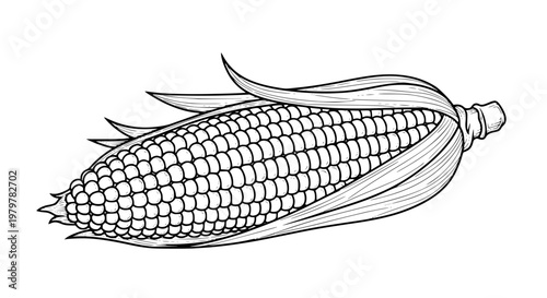 Corn on the cob, black and white line art vector, isolated fresh vegetable illustration