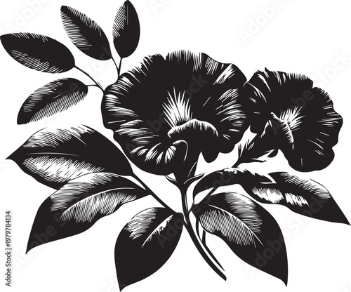 Set of Butterfly Pea Flower clean black vector Illustration