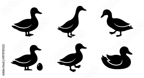 Duck silhouette vector set, black waterfowl bird icons, mallard farm animal collection