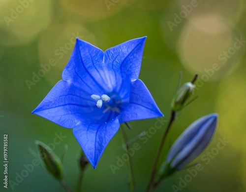 Five-pointed, vibrant blue flower, centered, against blurry green foliage. Buds nearby