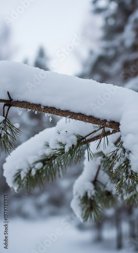 Snow-covered pine branch in winter forest, close-up view.