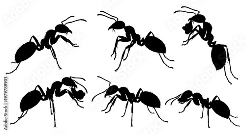Six Black Ant Silhouettes on White Background