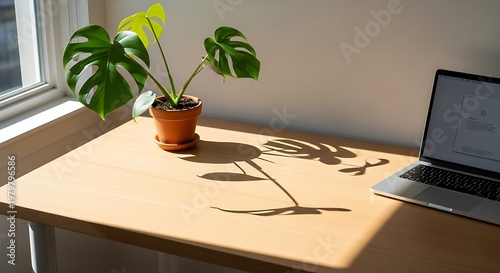 Monstera plant casting shadows on a wooden desk next to a laptop.