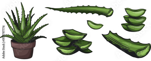 Green aloe vera set. Aloe Vera plant in pots and cut leaves. Fleshly stem. Prickly aloe leaf isolated on transparent background. Vector icons for medicine, cosmetology and dermatology design