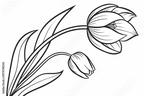 coloring page line art the tulip flower black vector