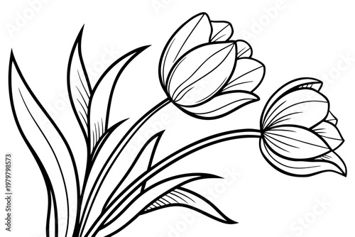 coloring page line art the tulip flower black vector