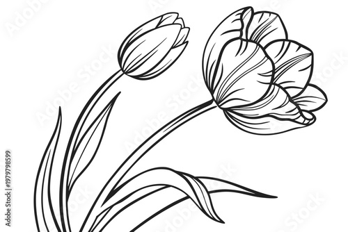 coloring page line art the tulip flower black vector