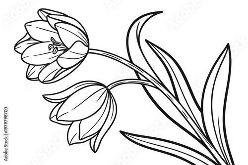 coloring page line art the tulip flower black vector