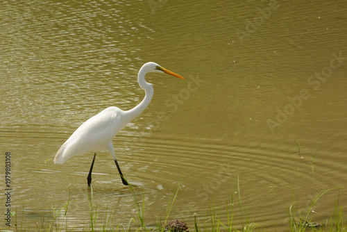 Bild auf Leinwand Eastern great white egret, also known as Indian great egret (Ardea alba modesta)