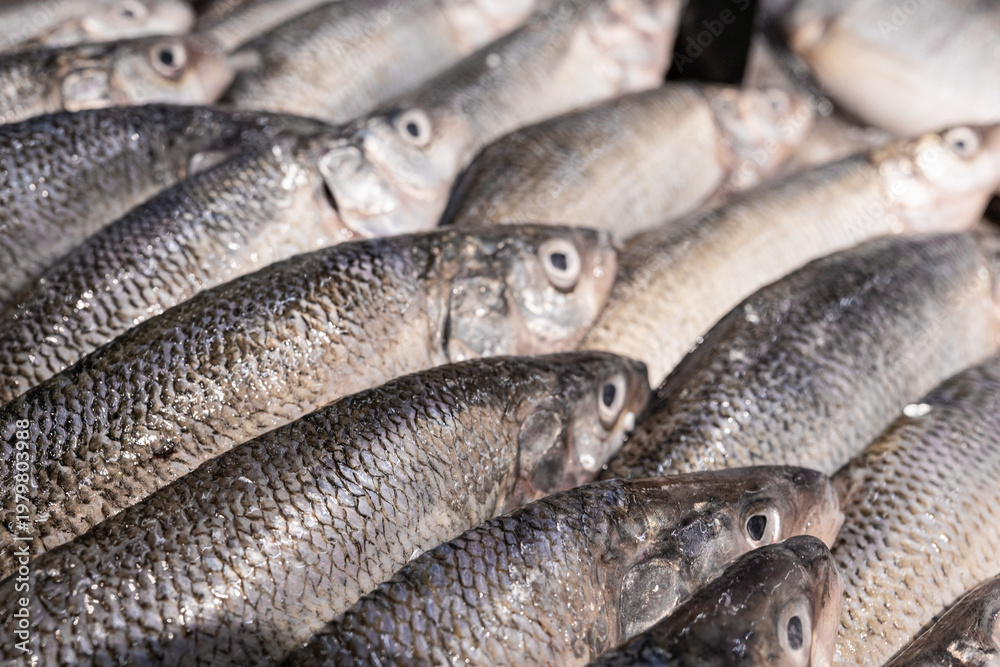 Obraz premium Fresh raw fish on market counter seafood background close up