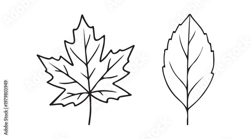Maple and Birch Leaf Outline Illustration
