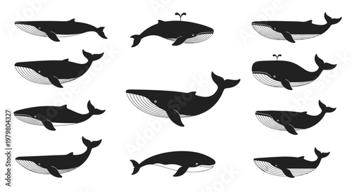 Collection of Hand-Drawn Whales Silhouettes on White Background