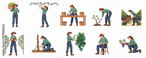 Flat Illustration of Female Vineyard Worker Activities and Vineyard Maintenance Tasks