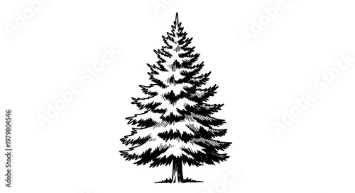 Hand Drawn Pine Tree Illustration: Evergreen Forest Element