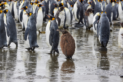 Antarktis, Tiere, Königspinguin, Mauser
