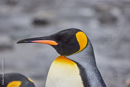 Antarktis, Tiere, Portrait Königspinguin, Pinguin