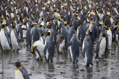 Antarktis, Tiere, Königspinguine, Pinguine