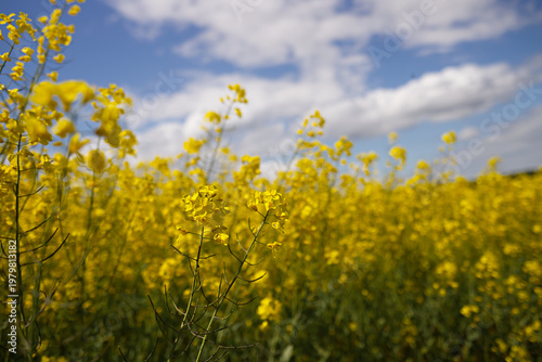 Yellow rapeseed field against a blue sky with clouds. Blooming canola flower in summer