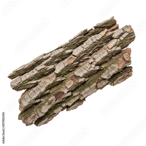 Tree bark texture isolated on transparent background