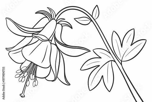 coloring page line art the columbine flower black vector