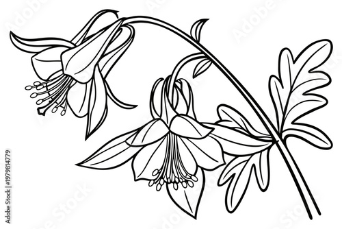 Obraz na plátne coloring page line art the columbine flower black vector