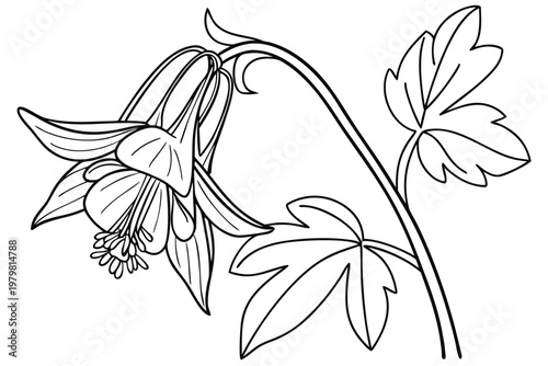 coloring page line art the columbine flower black vector