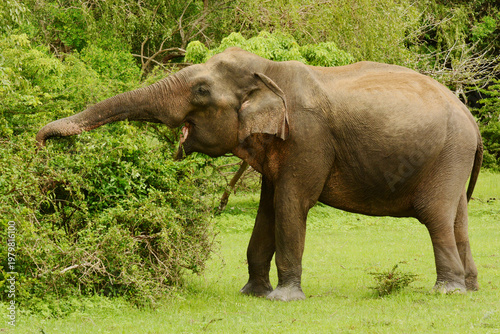 A female Sri Lankan elephant (Elephas maximus maximus) feeding on leaves of a bush at Yala National Park, Sri Lanka