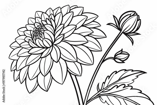 coloring page line art the dahlia flower black vector