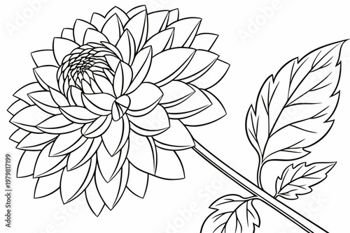 coloring page line art the dahlia flower black vector