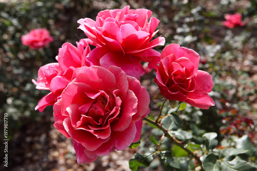 Beautiful bouquet of vibrant pink roses blooming in the Memorial Gardens of Ramat Hanadiv, Israel. Close-up of delicate rosebuds and lush petals on a sunny day with a soft blurred natural background.