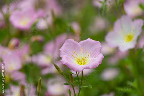 昼咲きツキミソウ