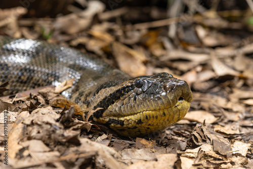 Anaconda snake closeup showing scale and eye details