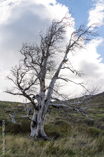 Dead tree in a mountain in Patagonia