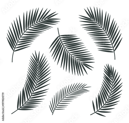 Dark Green Palm Fronds Scattered on a White Background