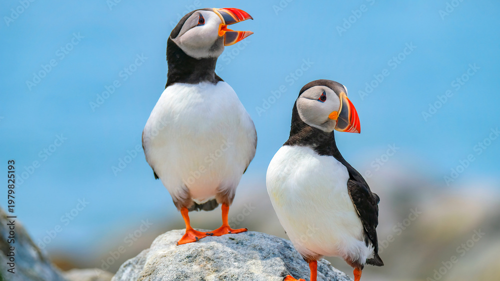 Fototapeta premium atlantic puffin in iceland
