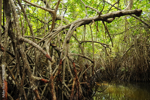 Tableau sur toile Roots of mangrove trees at Madu Ganga Lake, a large estuarine wetland and lagoon