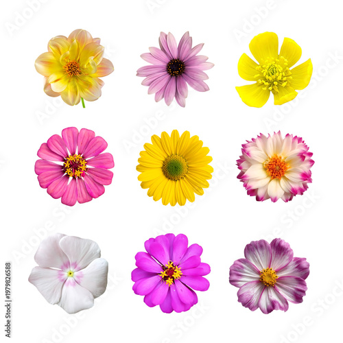 A collection of colorful flowers against a black background